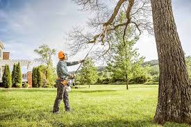 Why Choose Our Tree Removal Services in Martindale, TX?